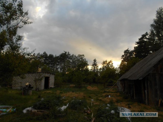 Жизнь домашнего приюта для котеек 119