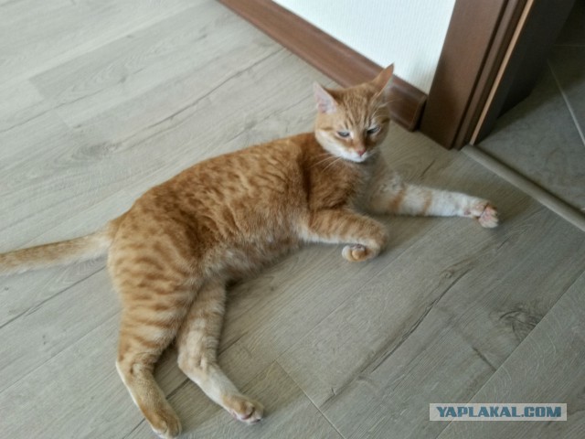 Котовторник 26.07 2016