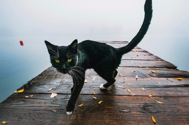 Коты из сети
