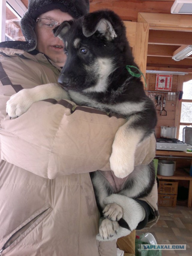 Крупные хищники