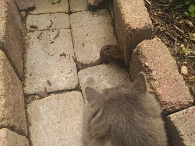 Коты из сети