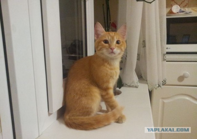 Жизнь рыжего кота, собаки