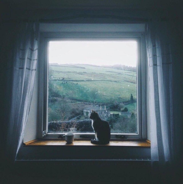 Коты и Кошки