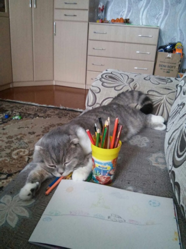 Коты и Кошки