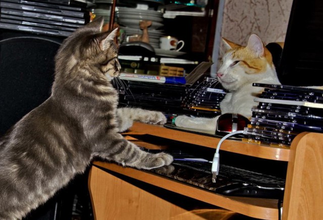 Коты и Кошки