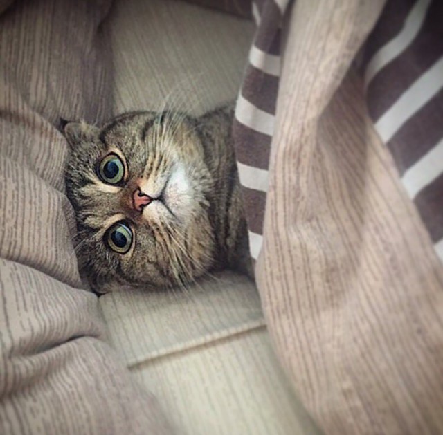 Коты и Кошки