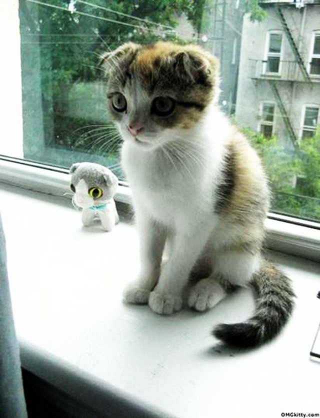 Коты и Кошки