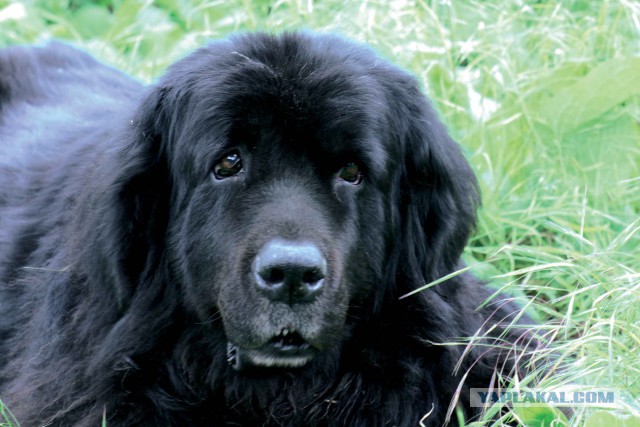 Ньюфаундленд - идеальная собака для семьи