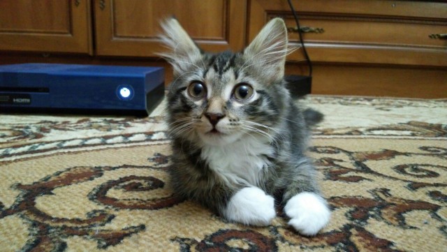 Котовторник на вторник, Котовторник