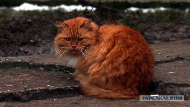 Мой спящий рыжий кот