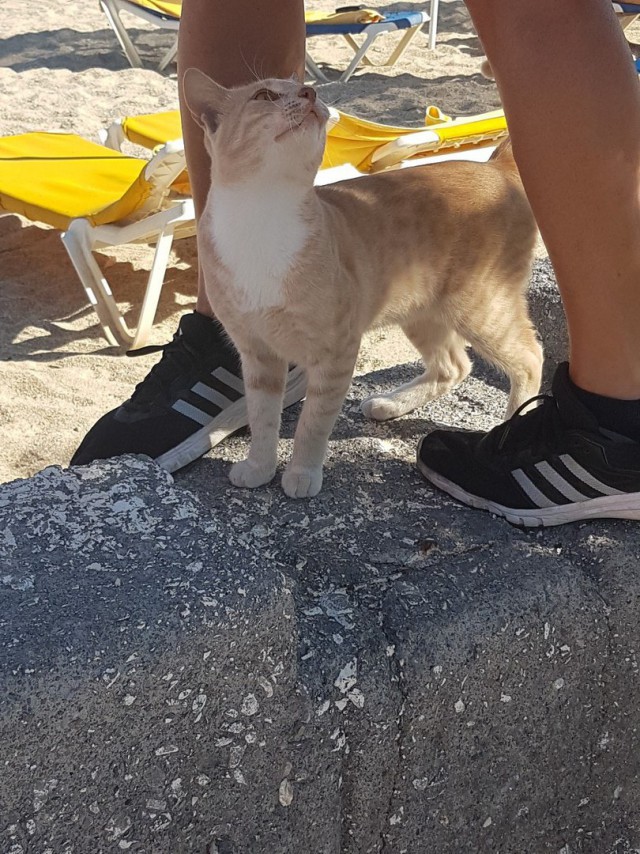 Котовторник 24.04.2018