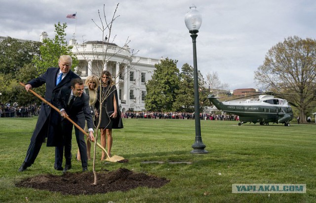 Сажающие дерево Трамп и Макрон превратились в мем