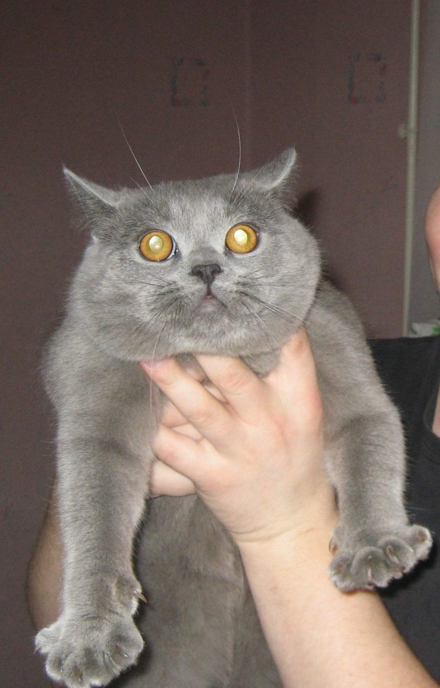 Котомет на вторник (15.04.2008)