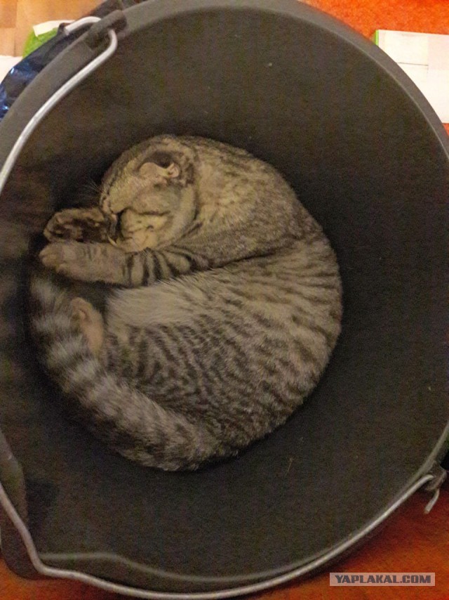 Котовторник 19.06.2018