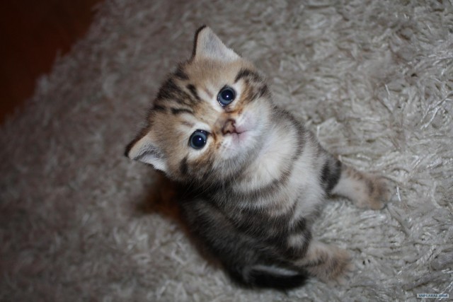 Котовторник (02.06.2009)