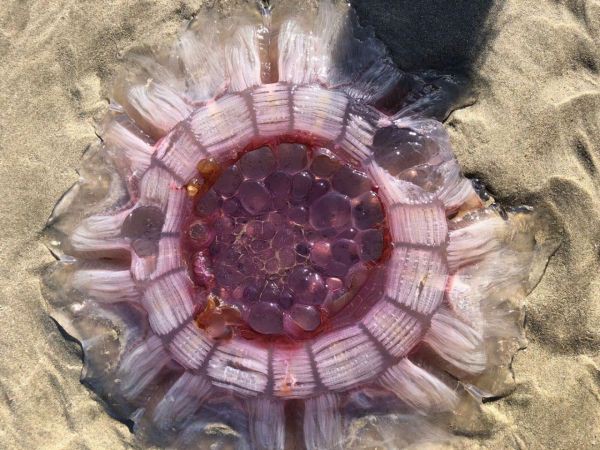 Новозеландцы нашли на пляже гигантское "живое печенье"