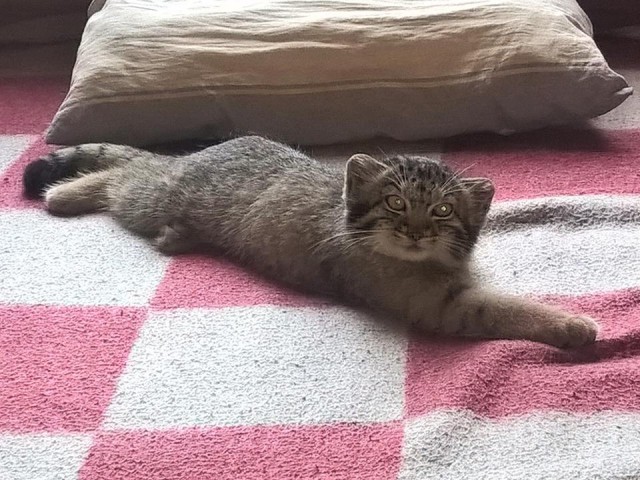 Мануленок Дарья