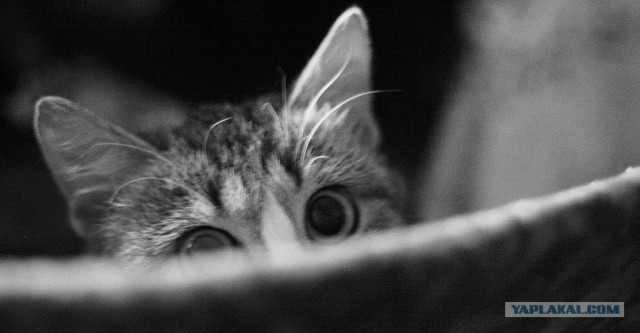 Начинаем котовторник!