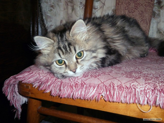 Котовторник! 08.11.11