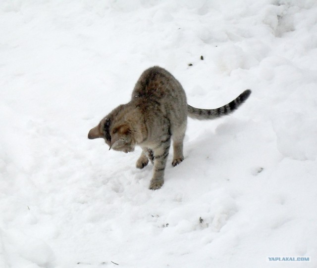 Котовторник!