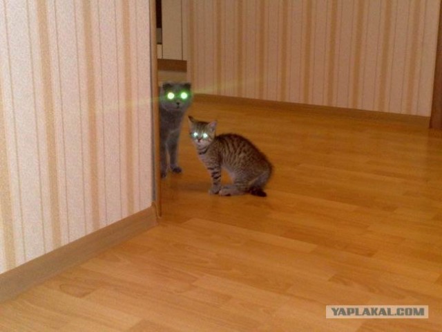 Ну и где ваш котовторник?