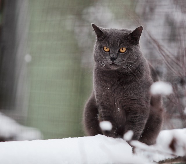 Котовторник (31.01.2012)