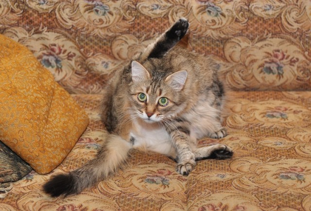 Котовторник (07.02.2012)