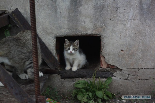 Котовторник 24.04.2012