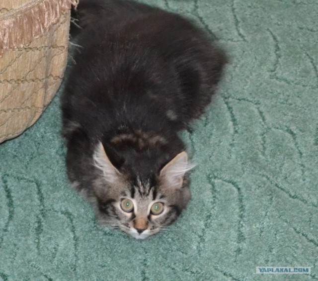 Котовторник 8 мая 2012