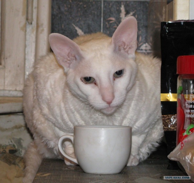 Котовторник 29.05.2012
