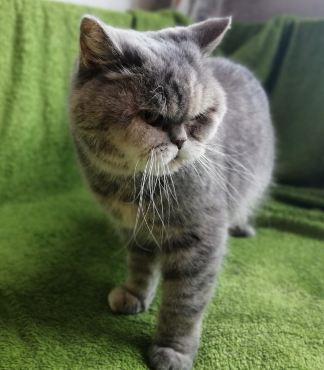 Прикольных котов пост