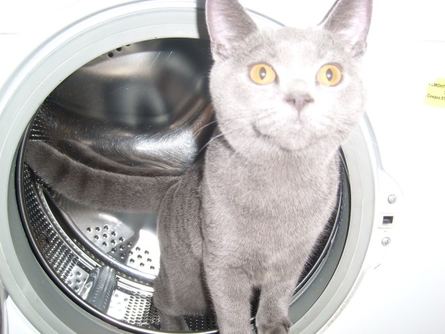 Котовторник  14.08.2012.