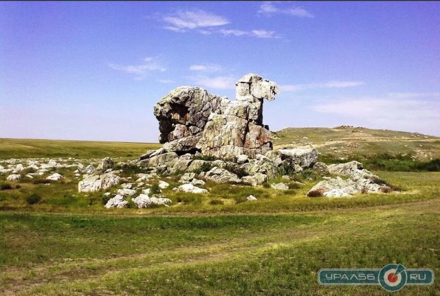 Конопля с грибами