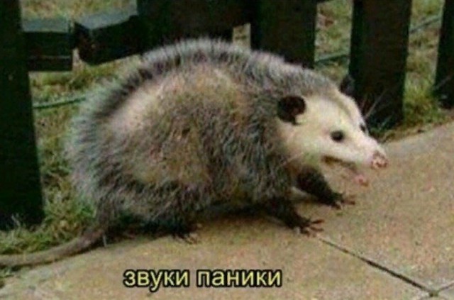 Живность из сети