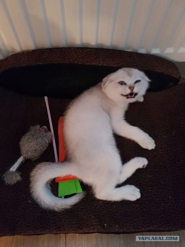 Кошиная жесть