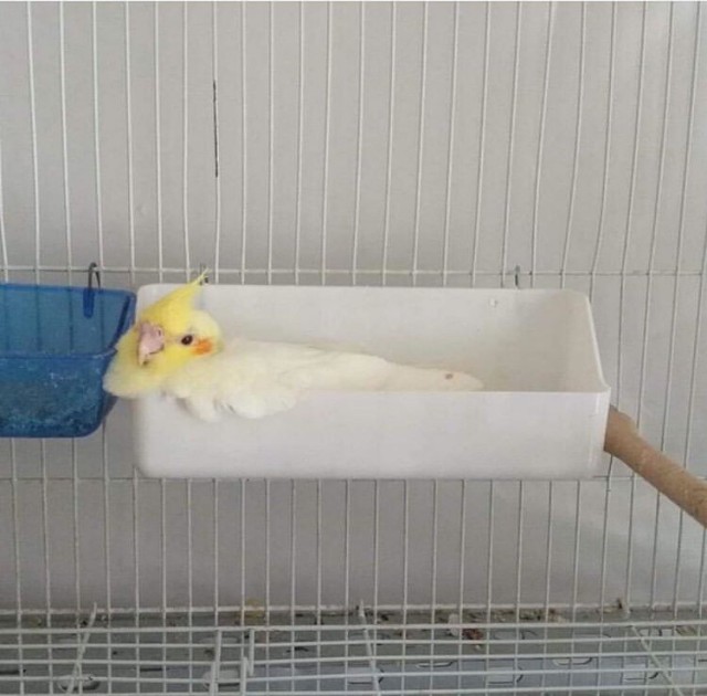 Живность из сети