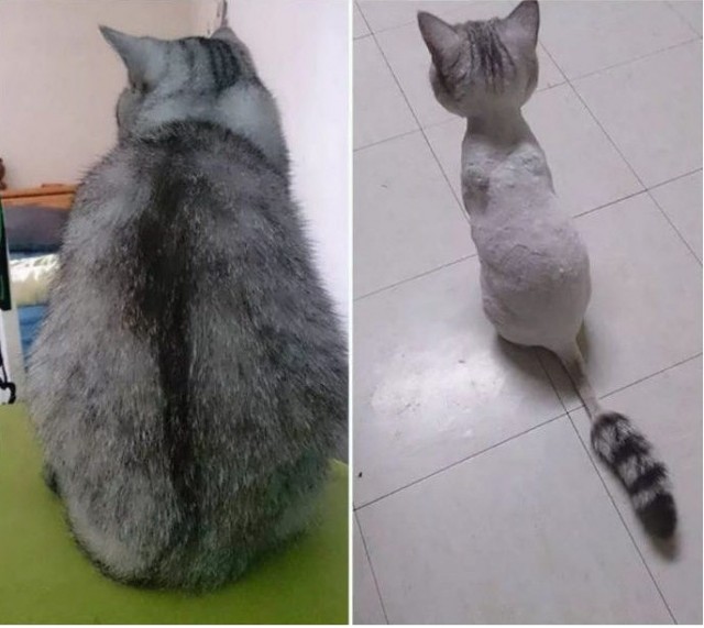 Забавные картинки с котами из сети