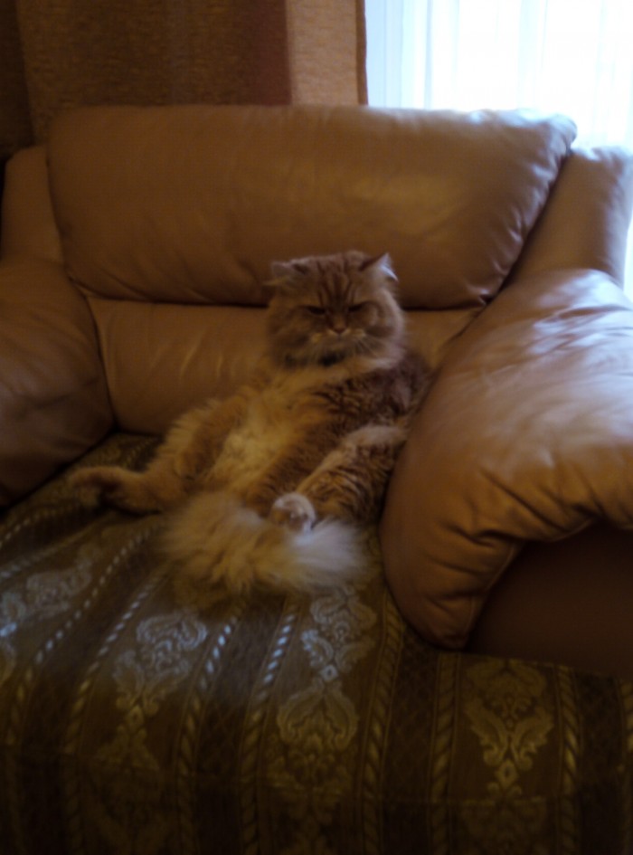 Котовторник 03.03.2020