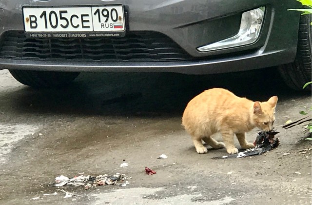 Что делать с соседский котом?