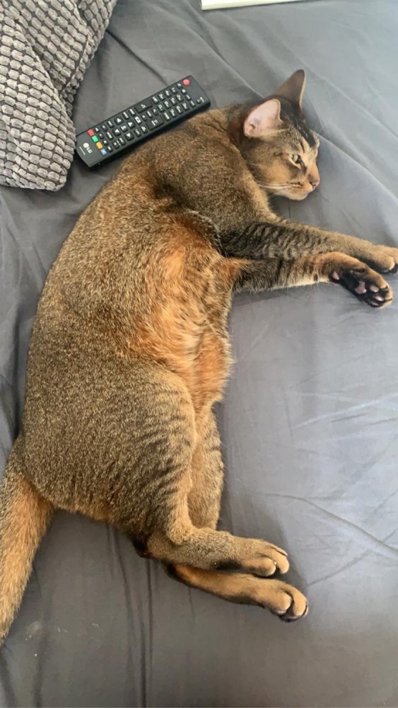 Ну, с котовторником!