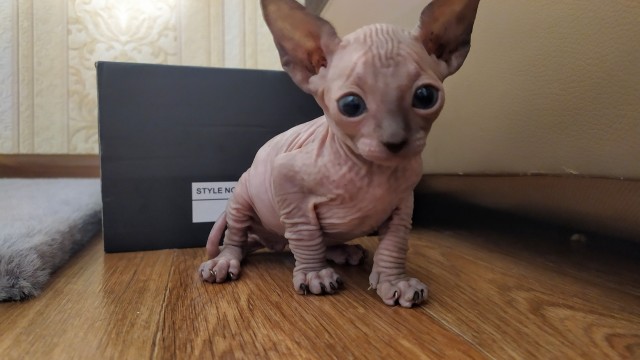 Ну, с котовторником!