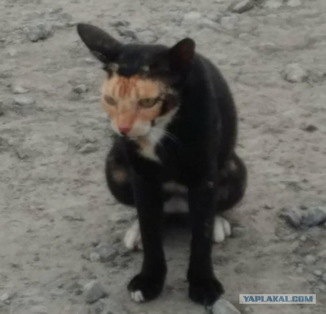 Котовторник?! Коты во вторник!