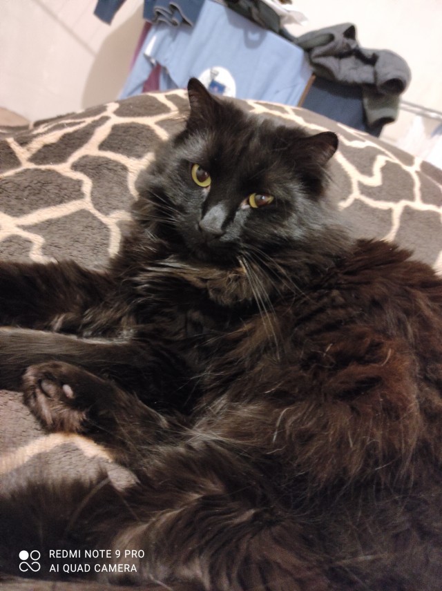 Котовторнику быть!