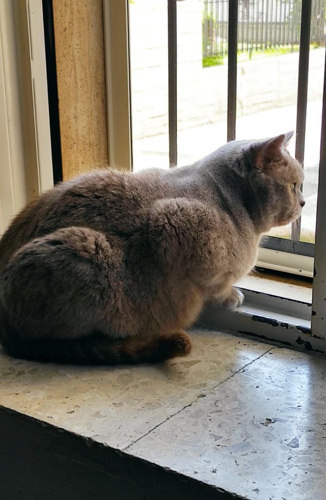 Даешь котовторник!