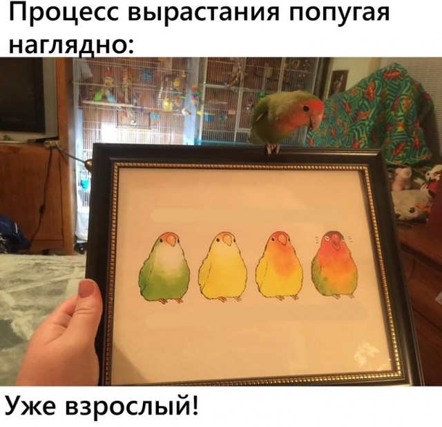 Картинки и мемы для настроения