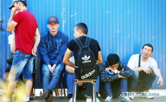 Заговор гастарбайтеров: Узбеки и таджики хотят 150 «тыщ» в месяц за уборку русской картошки