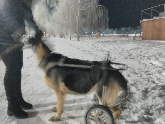 Ветеринар