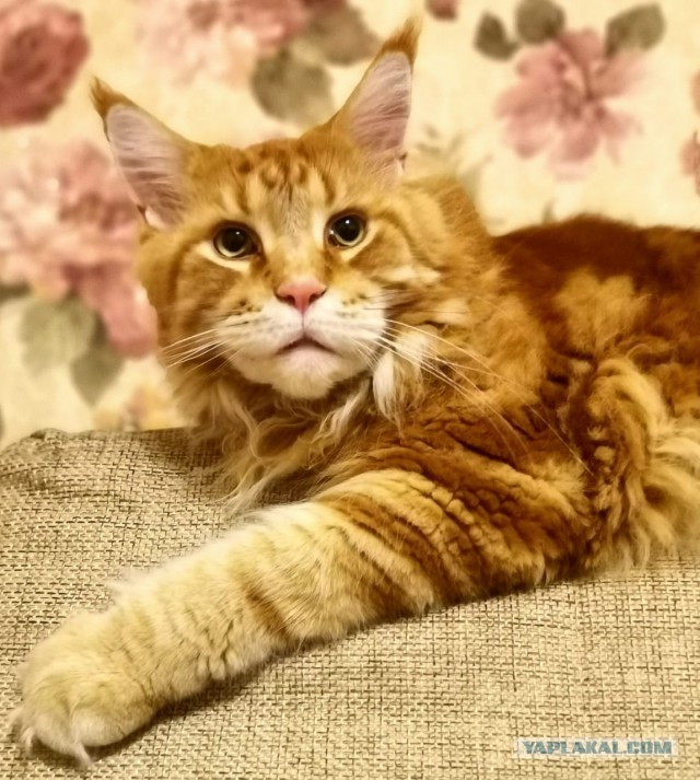 Кот Мейн-кун: царь домашних кошек!