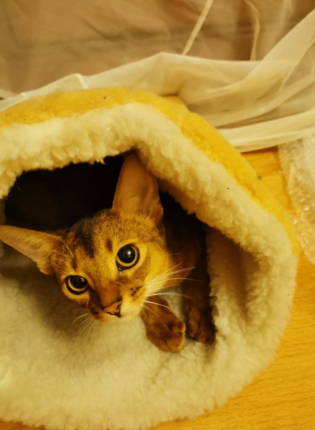 Котовторник 21.12.21