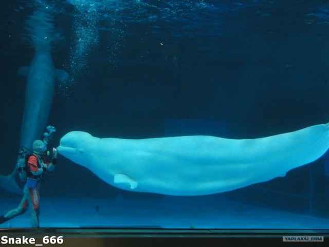 SeaworlD  Япония